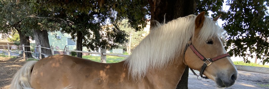 cavallo haflinger