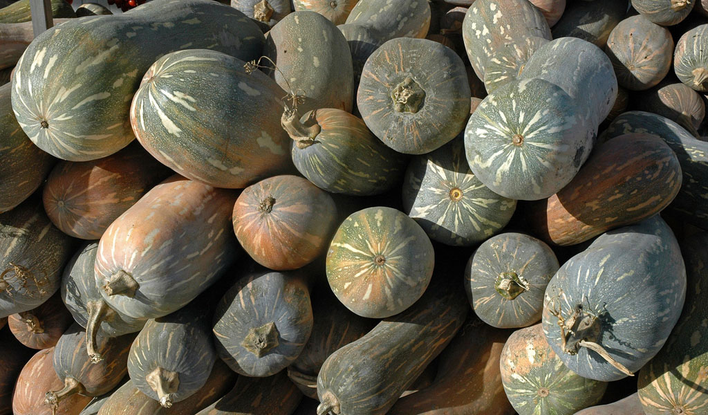 Zucca napoletana tonda