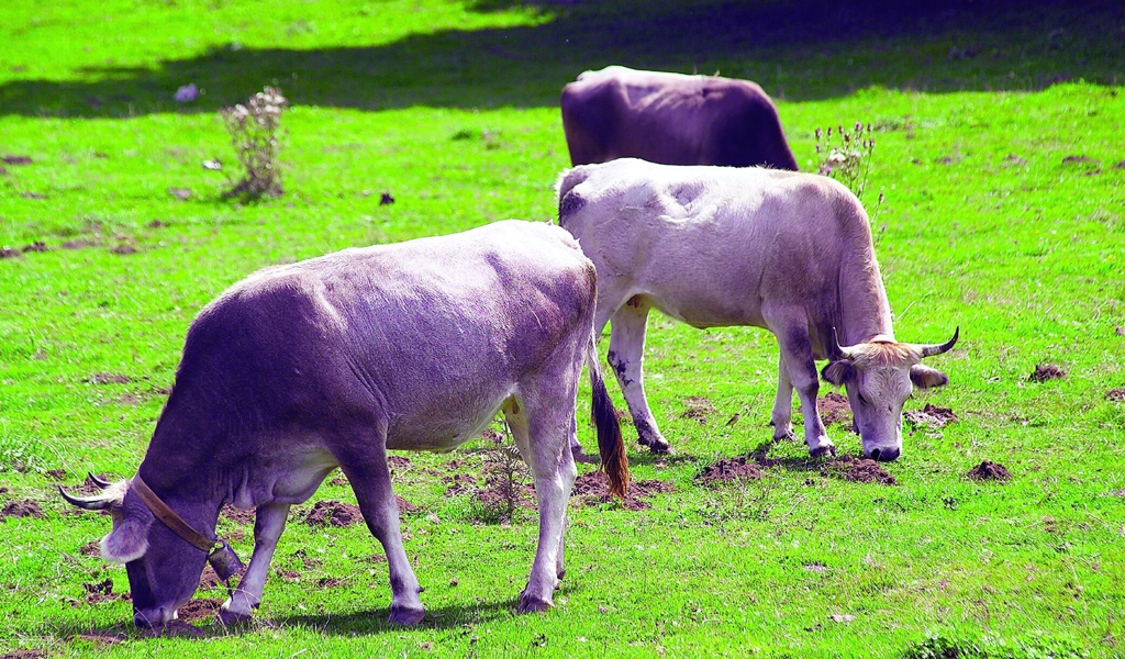 carne di bovino podolico