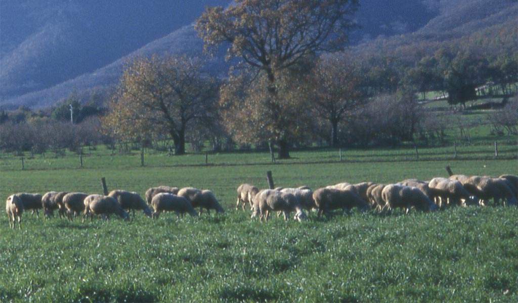 carne ovina di laticauda