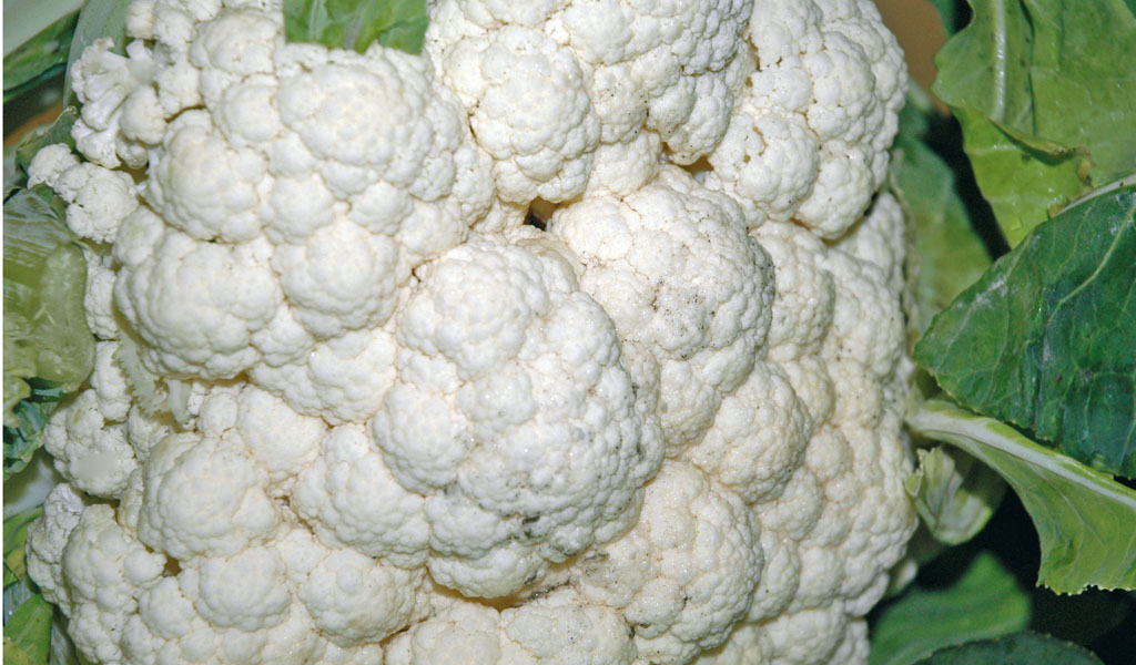 Cavolfiore gigante di Napoli