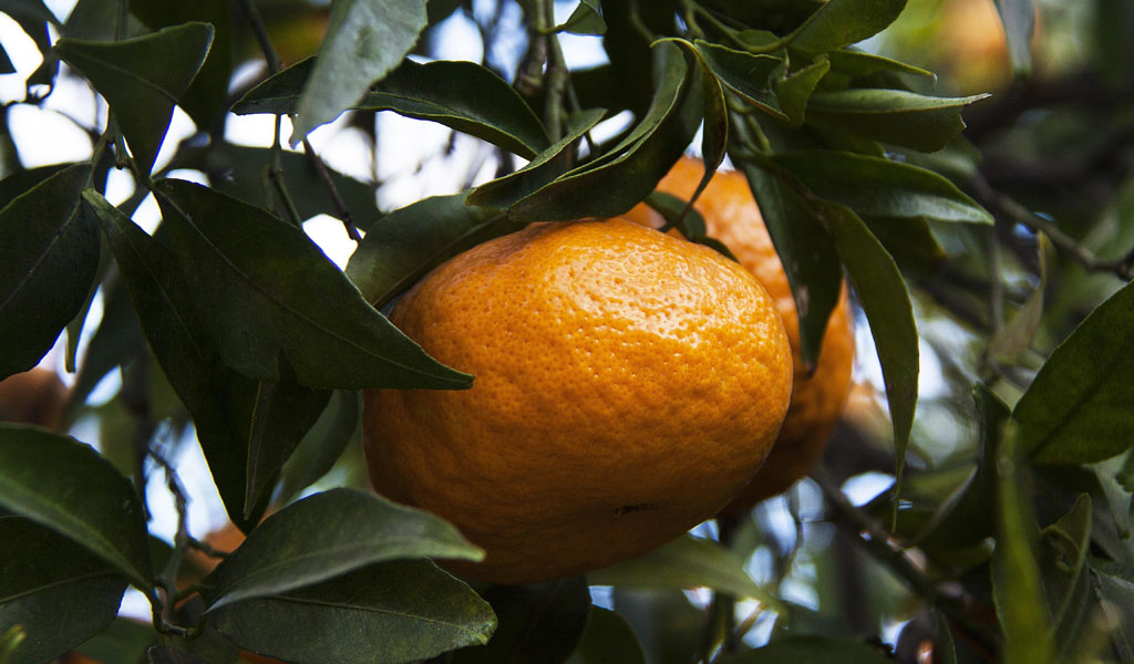 liquore di mandarino dei Campi Flegrei