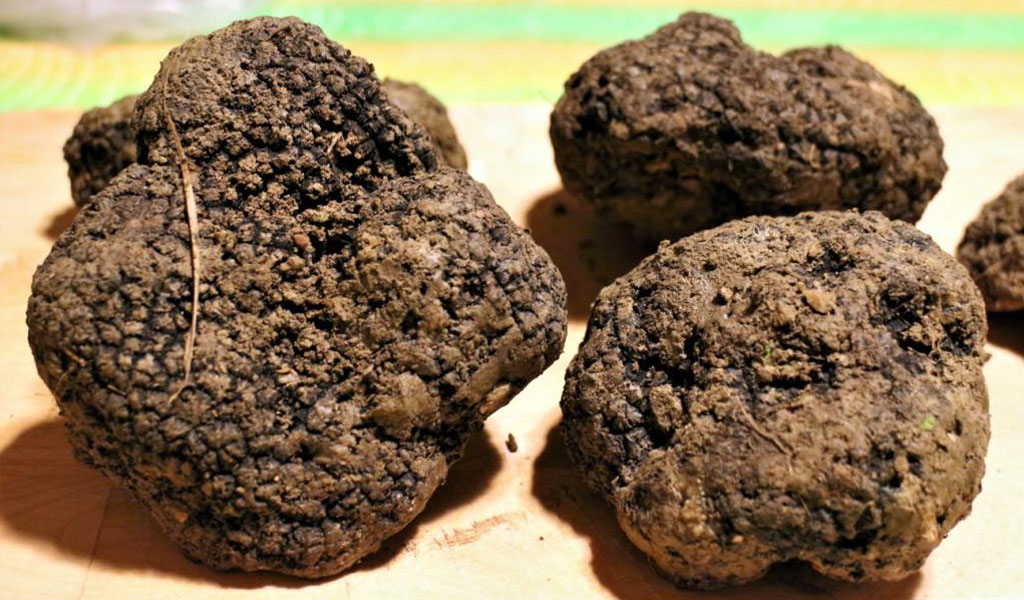 tartufo nero del Matese