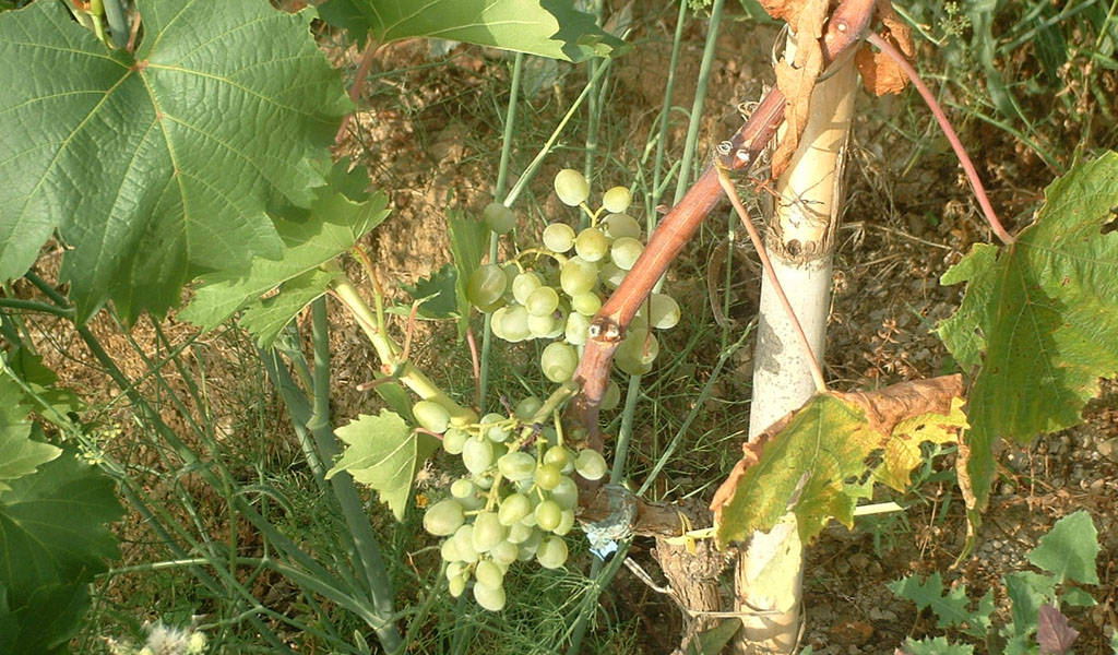 Uva bianca a cuore del Cilento